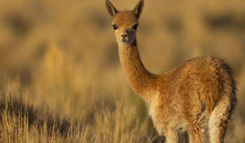 Alpaca Organization