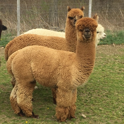 Alpaca History