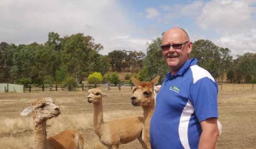 Alpaca Rearing