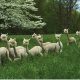 Group of Alpacas