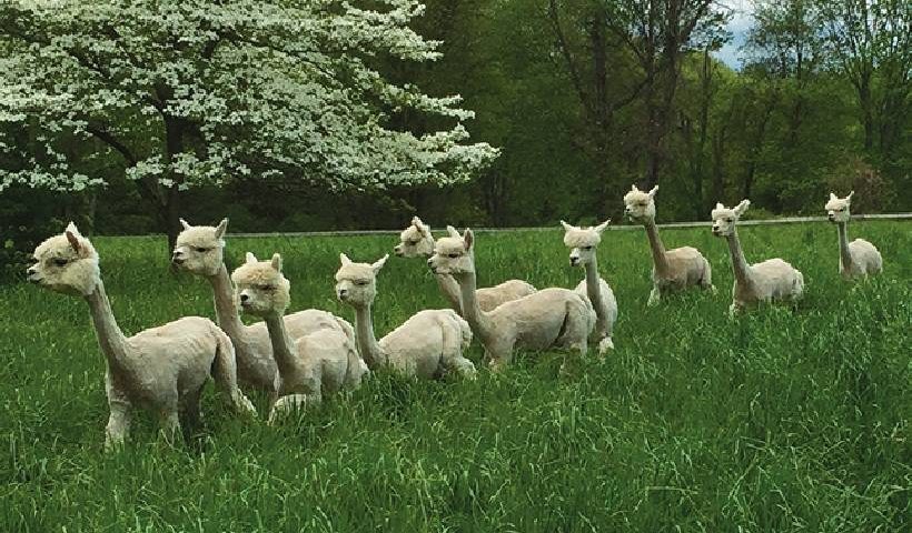 Group of Alpacas