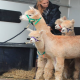 Transporting Alpacas