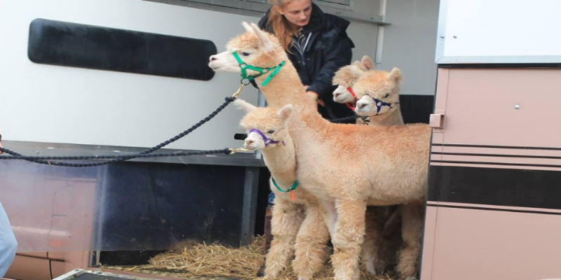 Transporting Alpacas