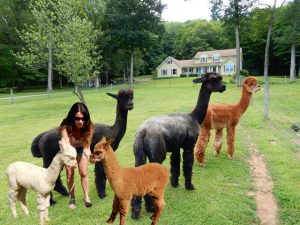 women feeding food for two alpaca breeds at a clean Alpaca farm, with power backup solutions from inverter battery dealers