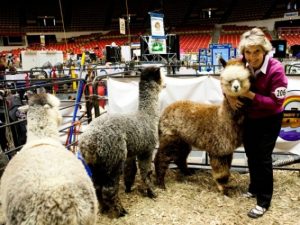 Linda Holding the grey huacaya at a Pet Show organized by Event Managment Company Kiyoh