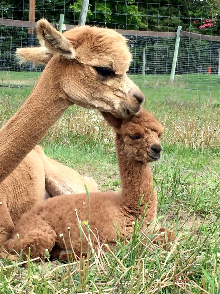 Basic Requirements Of Alpaca Farms Alpaca Breeders of Vermont