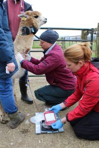 animal care
