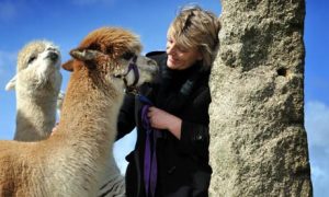 Alpaca Breeder Should Take Care of Their Alpacas