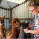 How Diseases Spread From Alpacas?