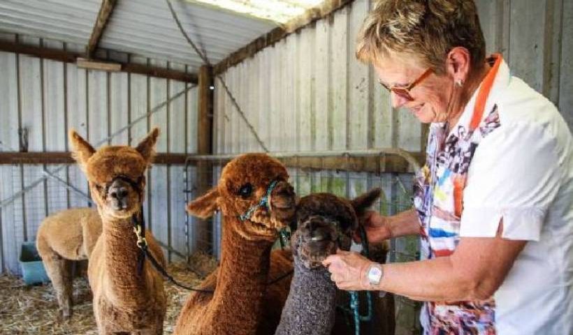 How Diseases Spread From Alpacas?