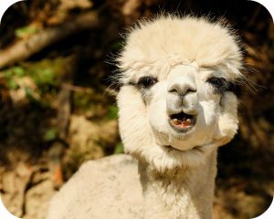 Transmission of Bovine TB while Alpaca Coughing